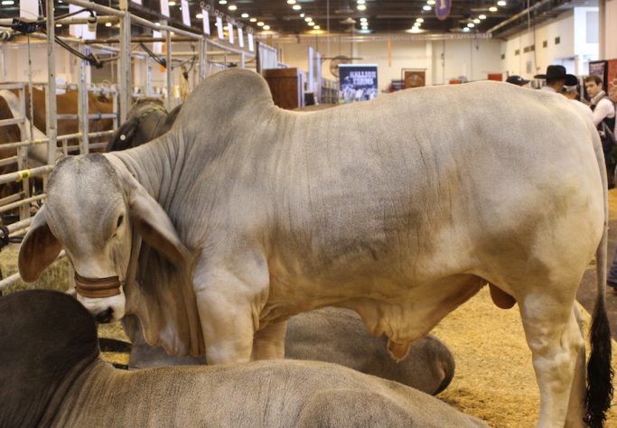 Brahman Cattle-Who I Met Today Blog - By Pamela Lamp