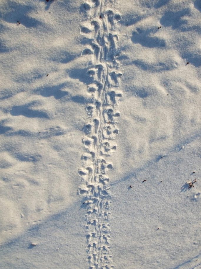 sea turtle tracks