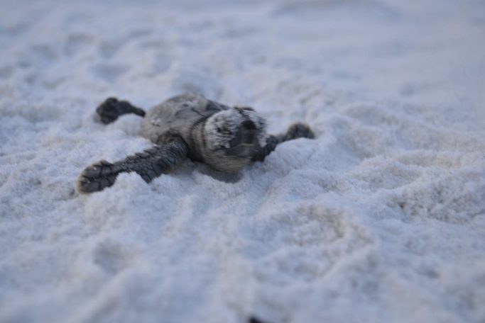 Florida sea turtles