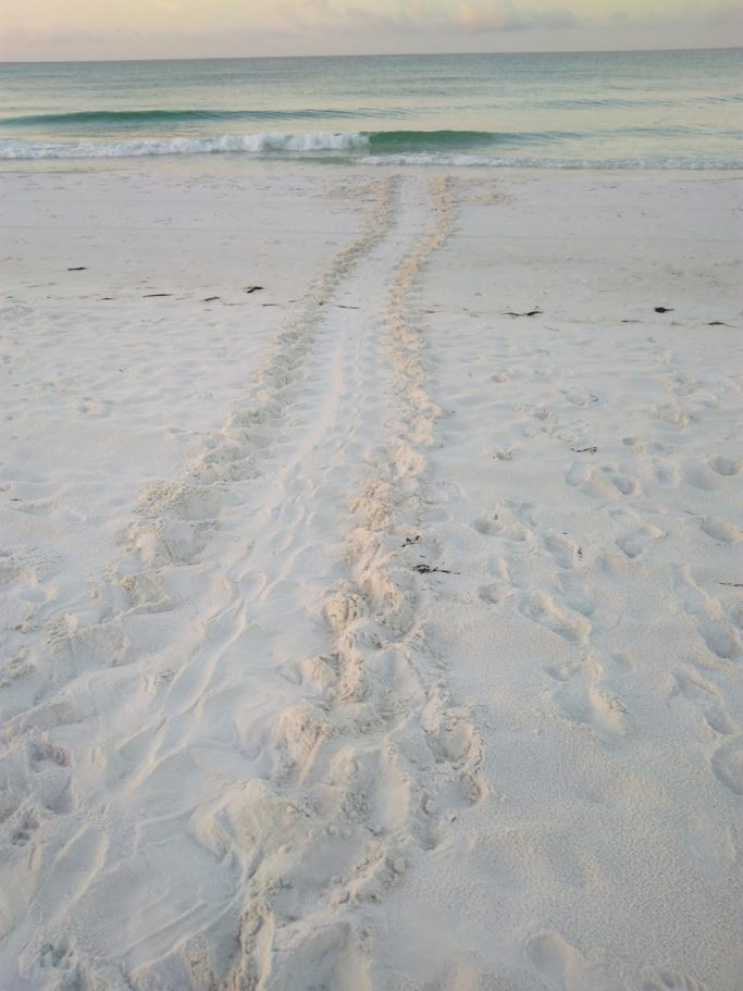 sea turtle tracks