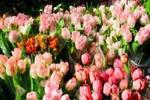 Schedule a time to visit the NYC Flower Market