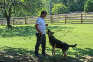 training canines for military and police