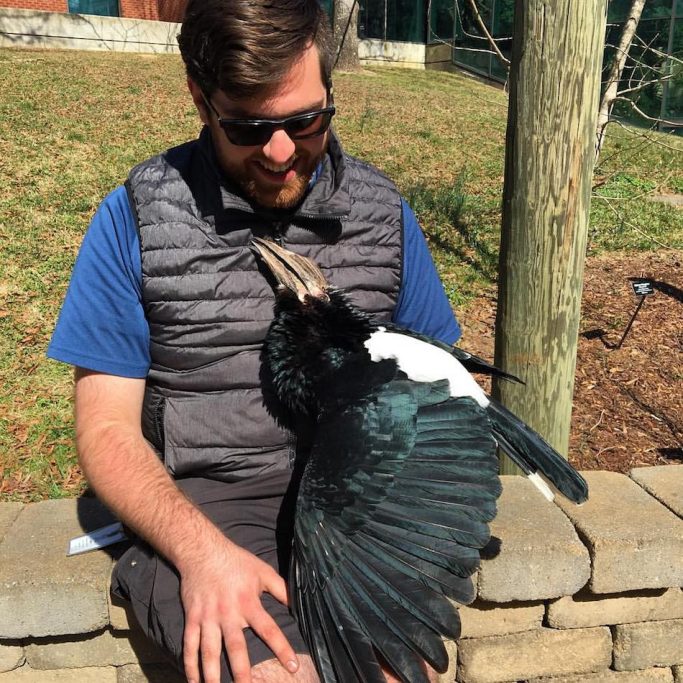 silvery-cheeked hornbill and animal keeper at Nashville zoo