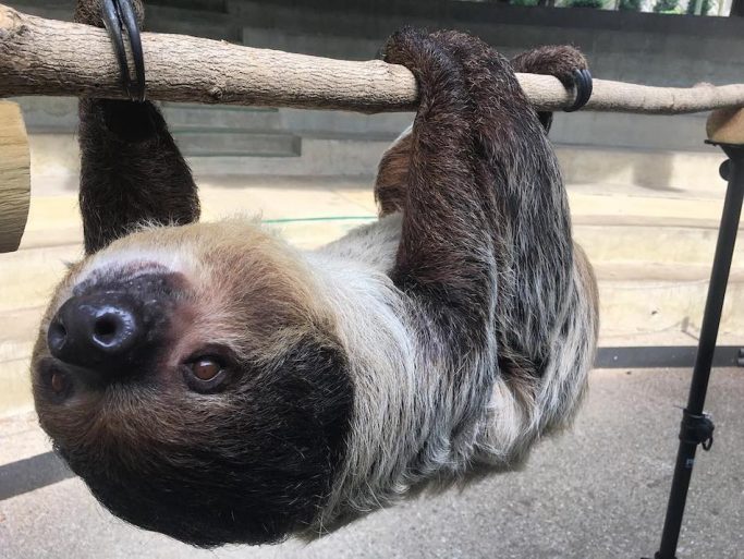 sloth Nashville zoo
