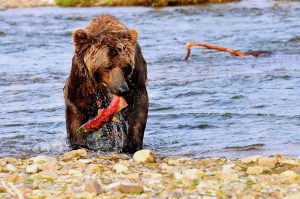 salmon fishing with brown bears in alaska