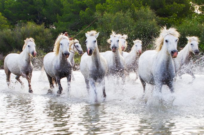 Gardian Camargue