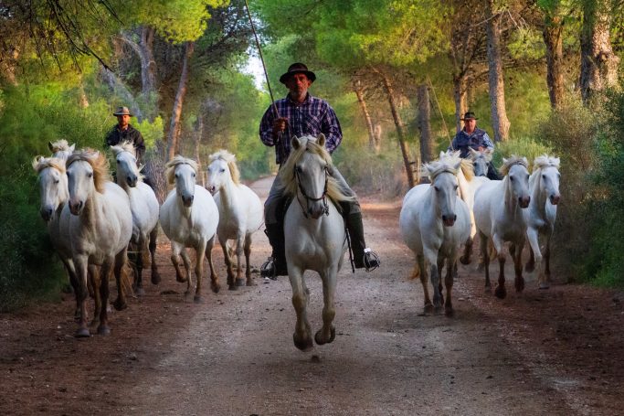 Gardian Camargue