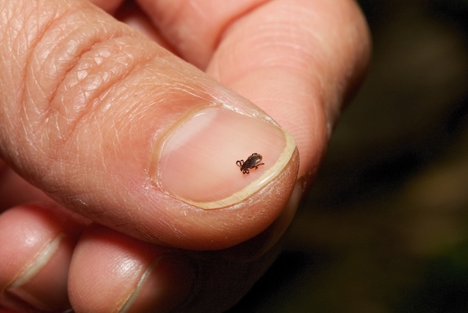 Lyme Disease Ticks