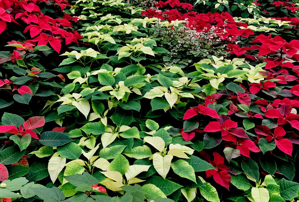 https://whoimettoday.com/wp-content/uploads/2022/11/Poinsettias-1024x693.jpeg