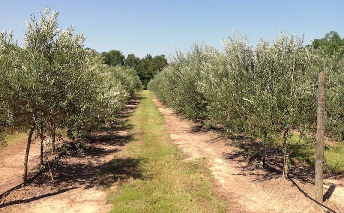 an Alabama olive farm