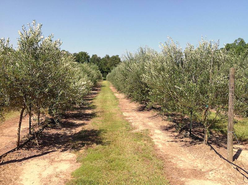 an Alabama olive farm